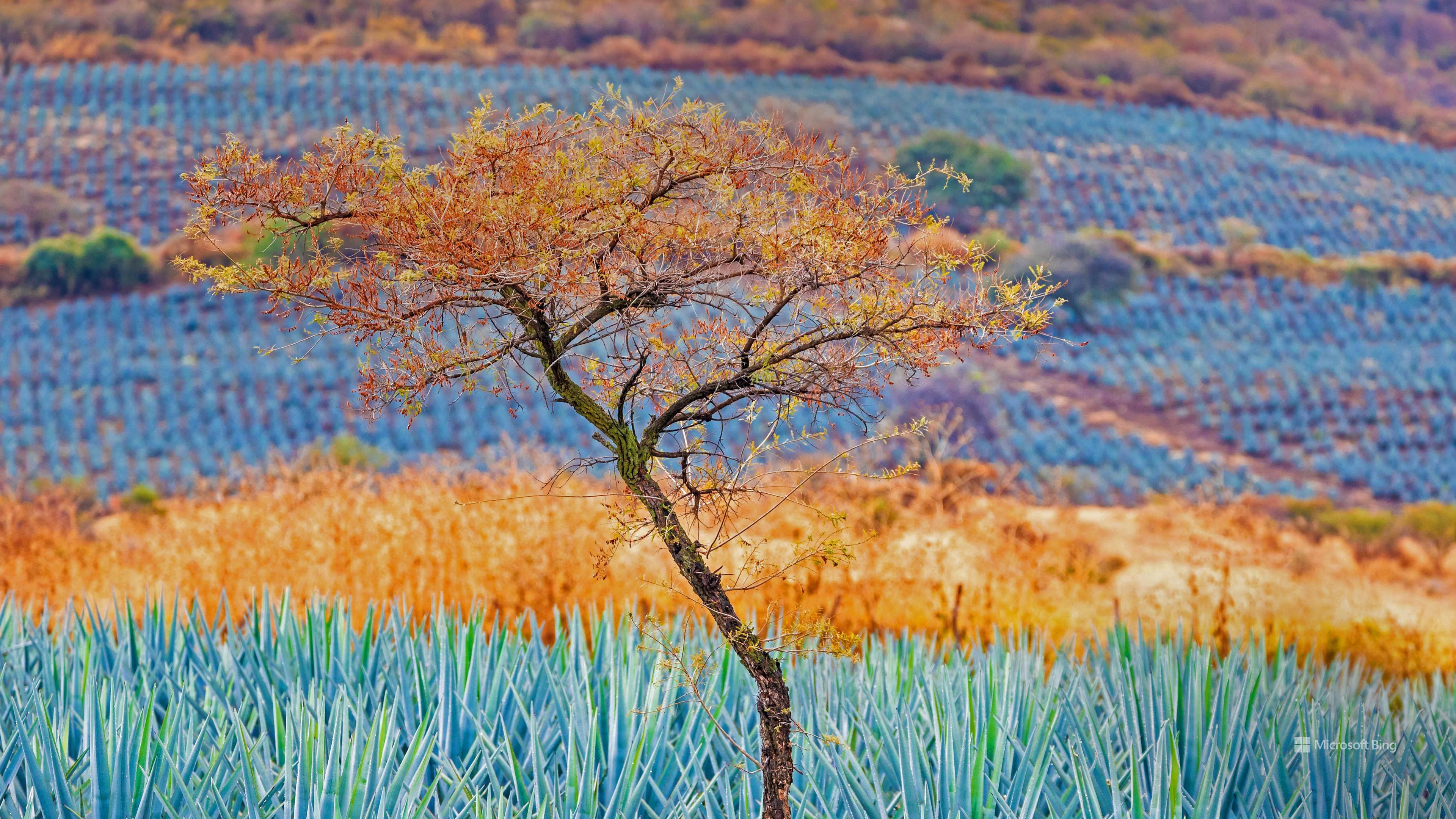 Ҷорӯки дастӣ